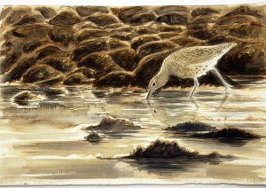 Curlew at dusk - H Towll