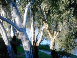 Gum trees at the Murrumbidgee