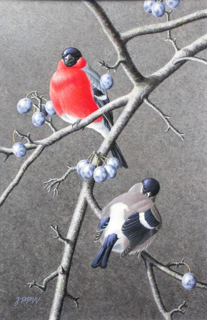 Wilczur Bullfinches and sloes